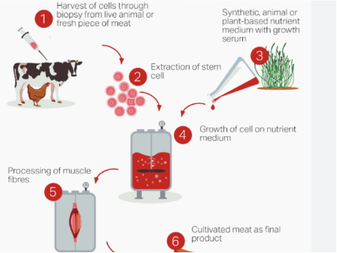 biovia与食品科学：人造肉和其他肉类